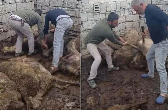 Sabah uyanıp ağıla giden üretici, gördüğü manzara karşısında şoke oldu