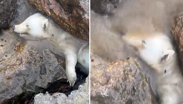 Kutup ayısı sanıldı, gerçek kısa sürede ortaya çıktı