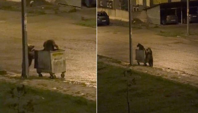 Ayıların görev paylaşımı! Biri yedi, diğeri nöbet tuttu