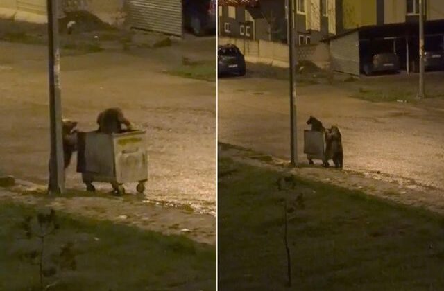 Ayıların görev paylaşımı! Biri yedi, diğeri nöbet tuttu