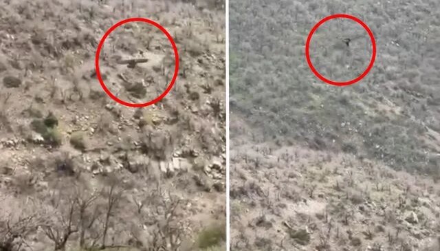 Şırnak’ta kartalın domuz avı kamerada