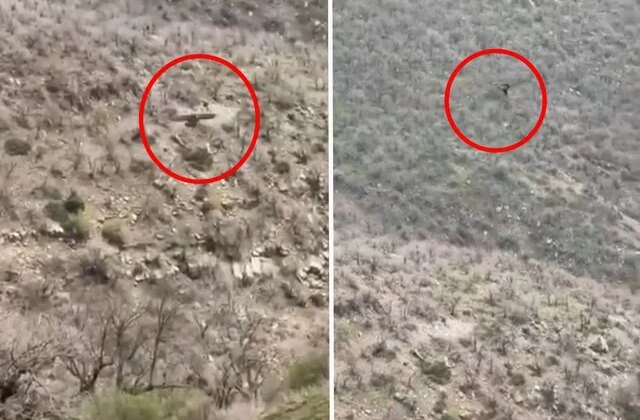 Şırnak’ta kartalın domuz avı kamerada