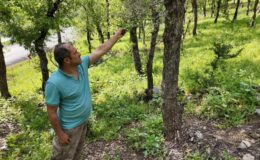 İlçe halkı alarmda! Ormanlık alanda tırtıl istilası başladı