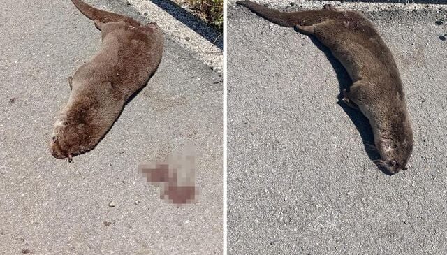 Siverek’te yol kenarında ölü su samuru bulundu