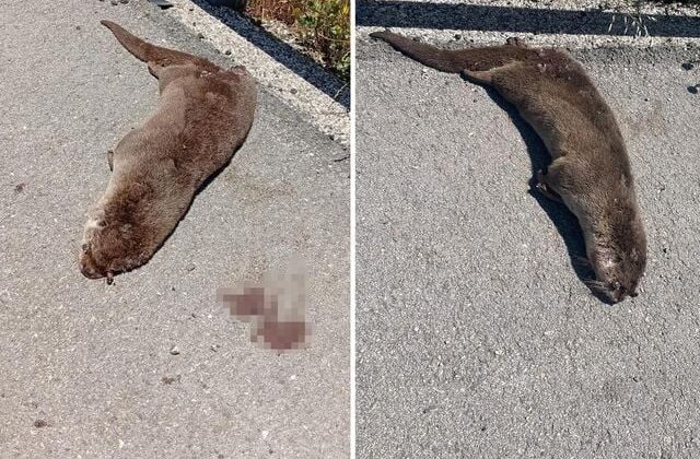 Siverek’te yol kenarında ölü su samuru bulundu