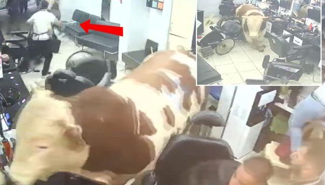 Kurbanlık tosun kuaföre daldı! Deprem olsa bu kadar kaos yaşanır