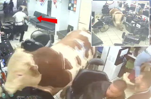 Kurbanlık tosun kuaföre daldı! Deprem olsa bu kadar kaos yaşanır