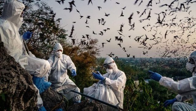 Tayland’daki yarasalarda yeni bir koronavirüs varyantı keşfedildi