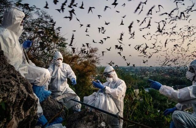 Tayland’daki yarasalarda yeni bir koronavirüs varyantı keşfedildi
