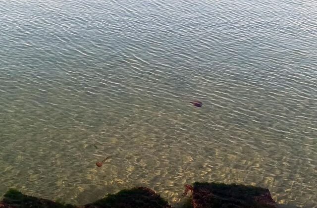 Zehirli pusula deniz anaları Tekirdağ sahilinde görüldü