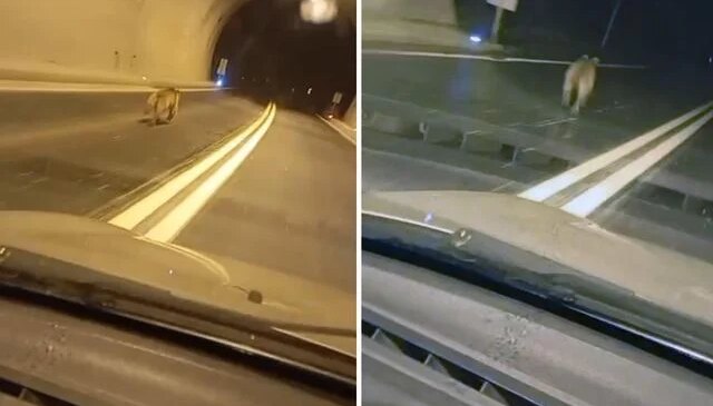 Tünelde ayı paniği: Dakikalarca aracın önünde koştu