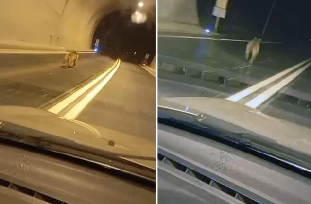 Tünelde ayı paniği: Dakikalarca aracın önünde koştu