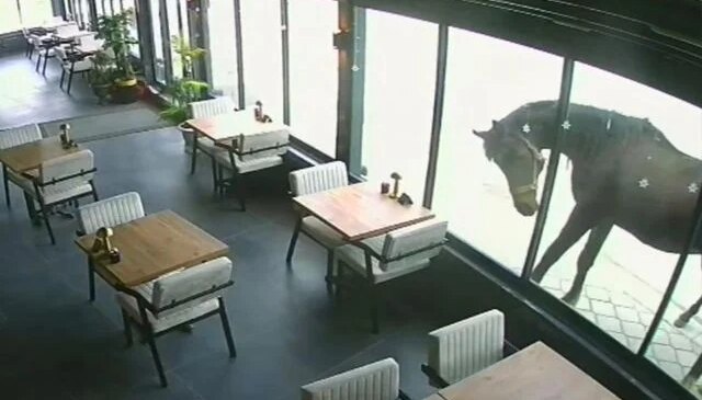 Samsun’da ilginç olay: Yılkı atı kafeye çifte attı
