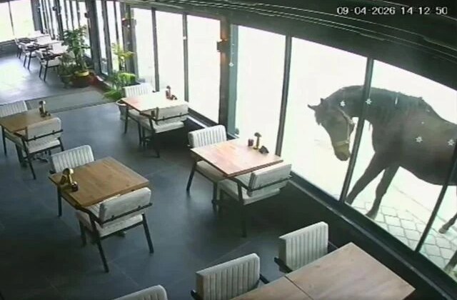 Samsun’da ilginç olay: Yılkı atı kafeye çifte attı