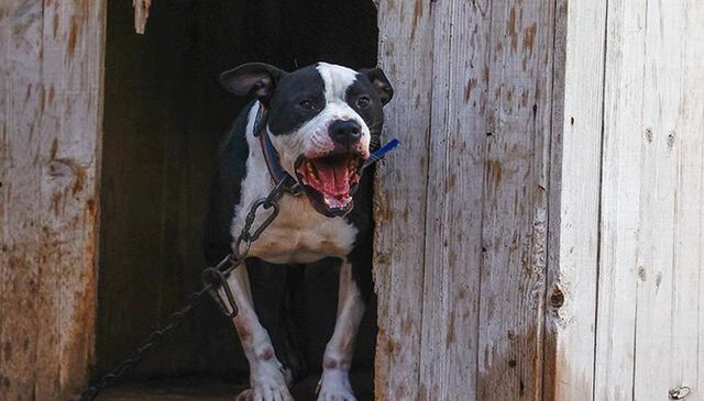Küçük Asiye’yi yaralayan pitbull silah sayıldı