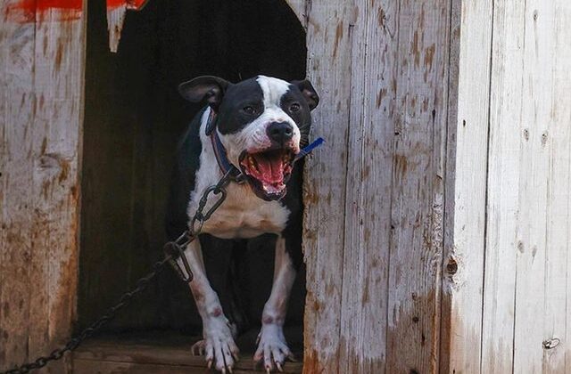 Küçük Asiye’yi yaralayan pitbull silah sayıldı