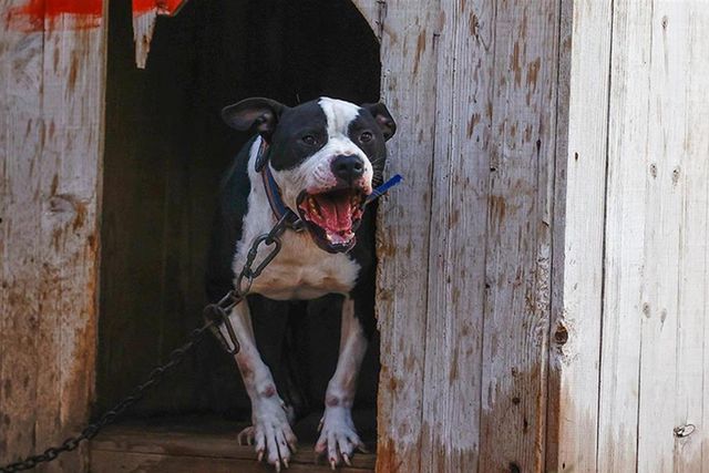 Küçük Asiye’yi yaralayan pitbull silah sayıldı