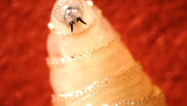 ABD alarmda! 60 yıl sonra ortaya çıkan parazit bir eyalette daha görüldü