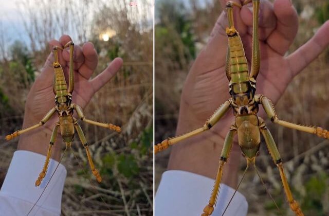 Bir ilimiz diken üstünde! El büyüklüğünde çekirge görüntülendi
