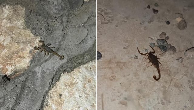 Şehri akrepler bastı! Her köşeden çıkıyorlar