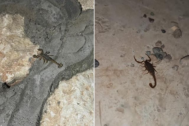 Adıyaman'da Akrep Vakalarında Artış Yaşanıyor
