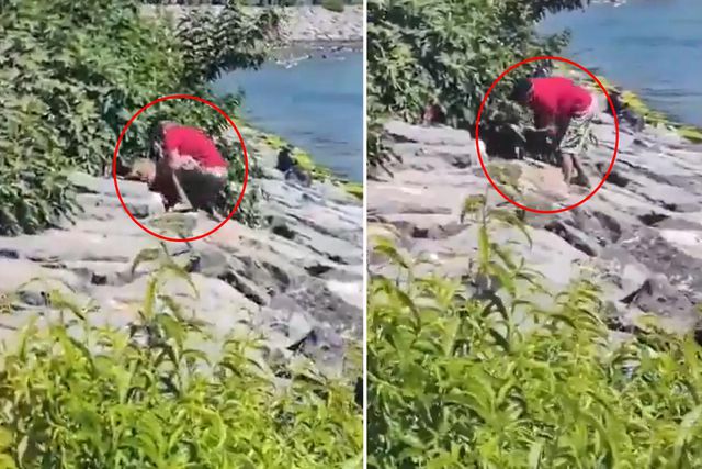 Avcılar'da Köpeğe Şiddet Uygulayan Şüpheli Gözaltında