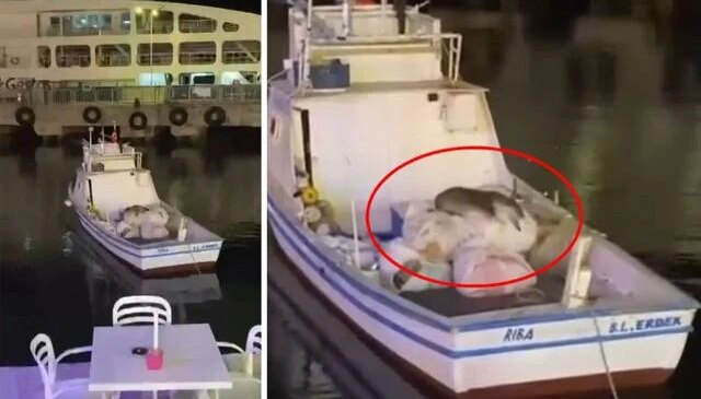 Avşa’da balıkçı teknesine çıkan su samuru görüntülendi