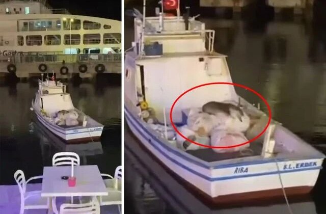 Avşa’da balıkçı teknesine çıkan su samuru görüntülendi