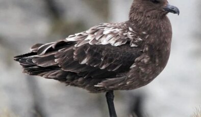 Avustralya ana karasında ilk H5N1 kuş gribi vakası görüldü