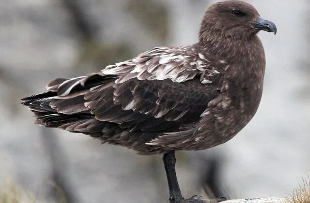 Avustralya ana karasında ilk H5N1 kuş gribi vakası görüldü
