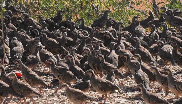 Kene tehdidine karşı keklik ve sülün ordusu hazır: 62 ilde doğaya salınacaklar