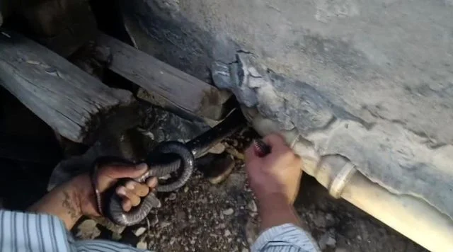Hindistan değil Türkiye! Bakmaya bile korkanlar varken koca yılanı koluna doladı