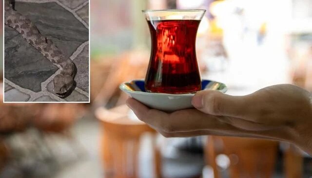 Balkona çay içmeye çıktı, karşısında dev yılanı görünce donakaldı