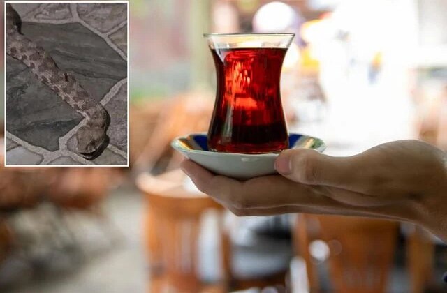 Balkona çay içmeye çıktı, karşısında dev yılanı görünce donakaldı