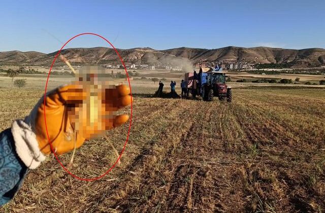 Tarlada görüldü, etle besleniyor! Tam bir dev