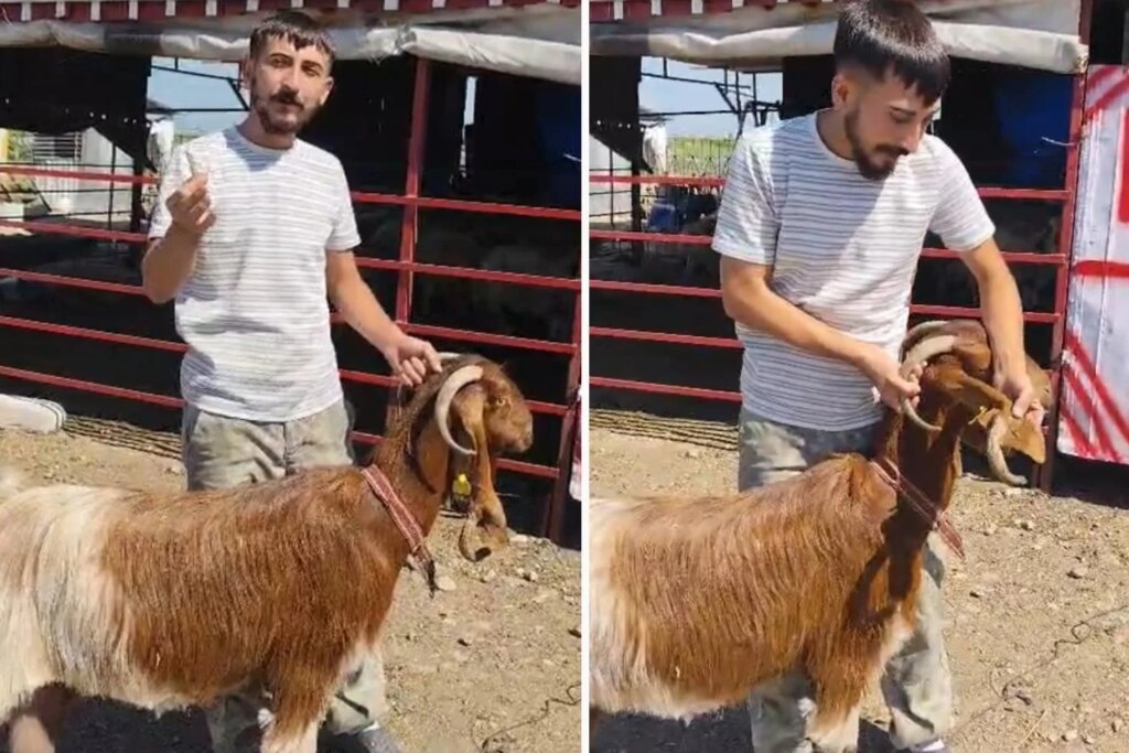 Osmaniye'de keçinin kulağında boynuz çıktı