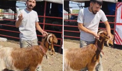 Kulağında boynuz çıkan keçi görenleri şaşırttı