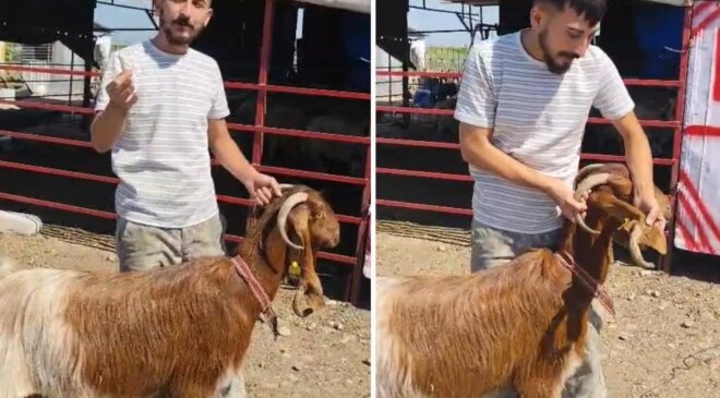 Kulağında boynuz çıkan keçi görenleri şaşırttı