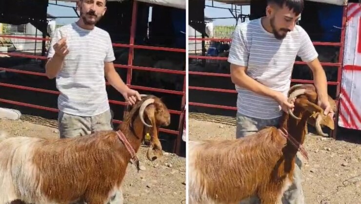 Kulağında boynuz çıkan keçi görenleri şaşırttı