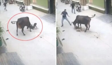 Çığlık sesleri mahalleyi ayağa kaldırdı! Başıboş inek küçük çocuğu saldırdı