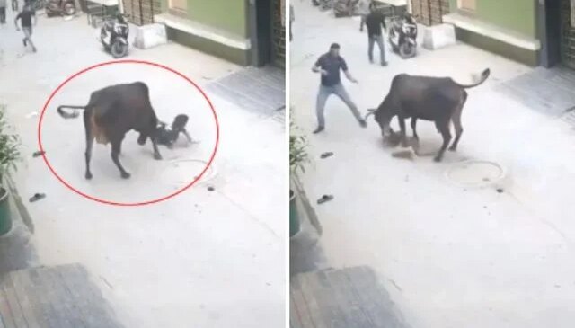 Çığlık sesleri mahalleyi ayağa kaldırdı! Başıboş inek küçük çocuğu saldırdı