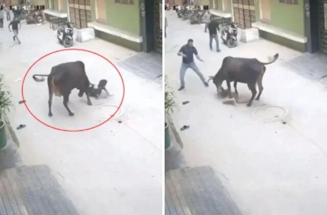 Çığlık sesleri mahalleyi ayağa kaldırdı! Başıboş inek küçük çocuğu saldırdı
