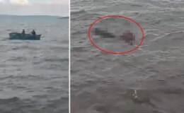 İlk kez dışarı çıkan buzağı, kendini göle vurdu