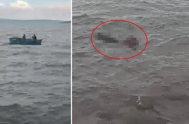 İlk kez dışarı çıkan buzağı, kendini göle vurdu