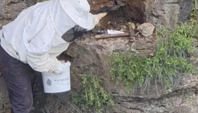 Bir çoban, kaya oyuğunda tesadüfen hazine değerinde doğal bal buldu