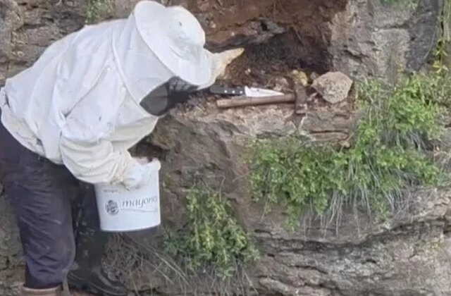 Bir çoban, kaya oyuğunda tesadüfen hazine değerinde doğal bal buldu