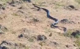 Diyarbakır’da yaklaşık 3 metre uzunluğunda yılan görüntülendi