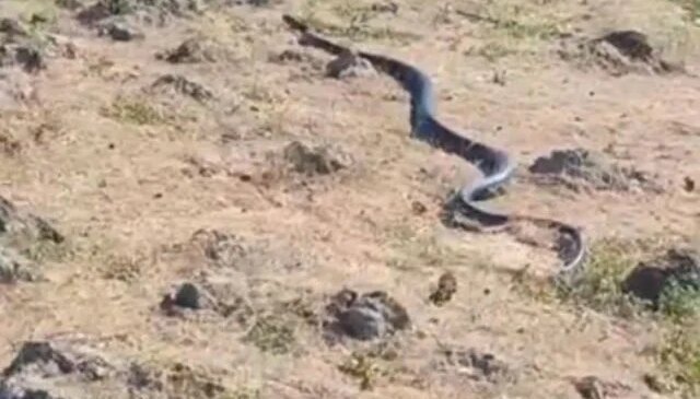 Diyarbakır’da yaklaşık 3 metre uzunluğunda yılan görüntülendi