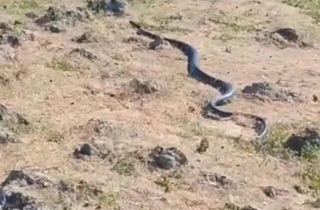 Diyarbakır’da yaklaşık 3 metre uzunluğunda yılan görüntülendi