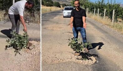Çukurlar halkı canından bezdirdi! Seslerini duyurmak için yol ortasına ağaç diktiler